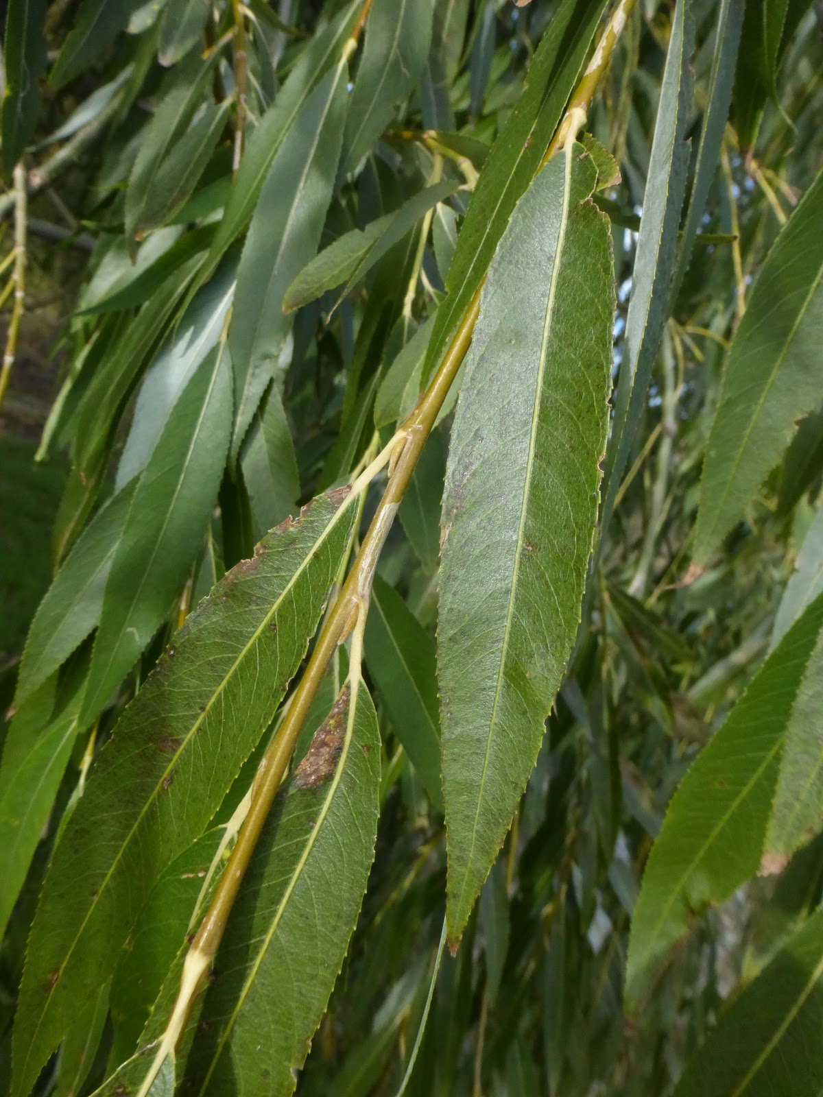 rocayflor Salgueras del Vero
