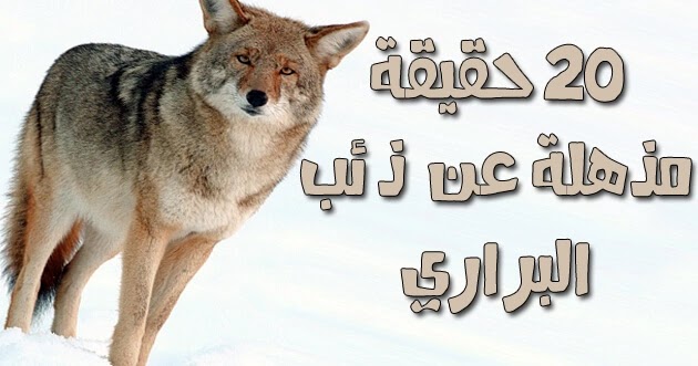 حقائق ومعلومات عن ذئب البراري او القيوط ذئب البراري أو ذئب القيوط