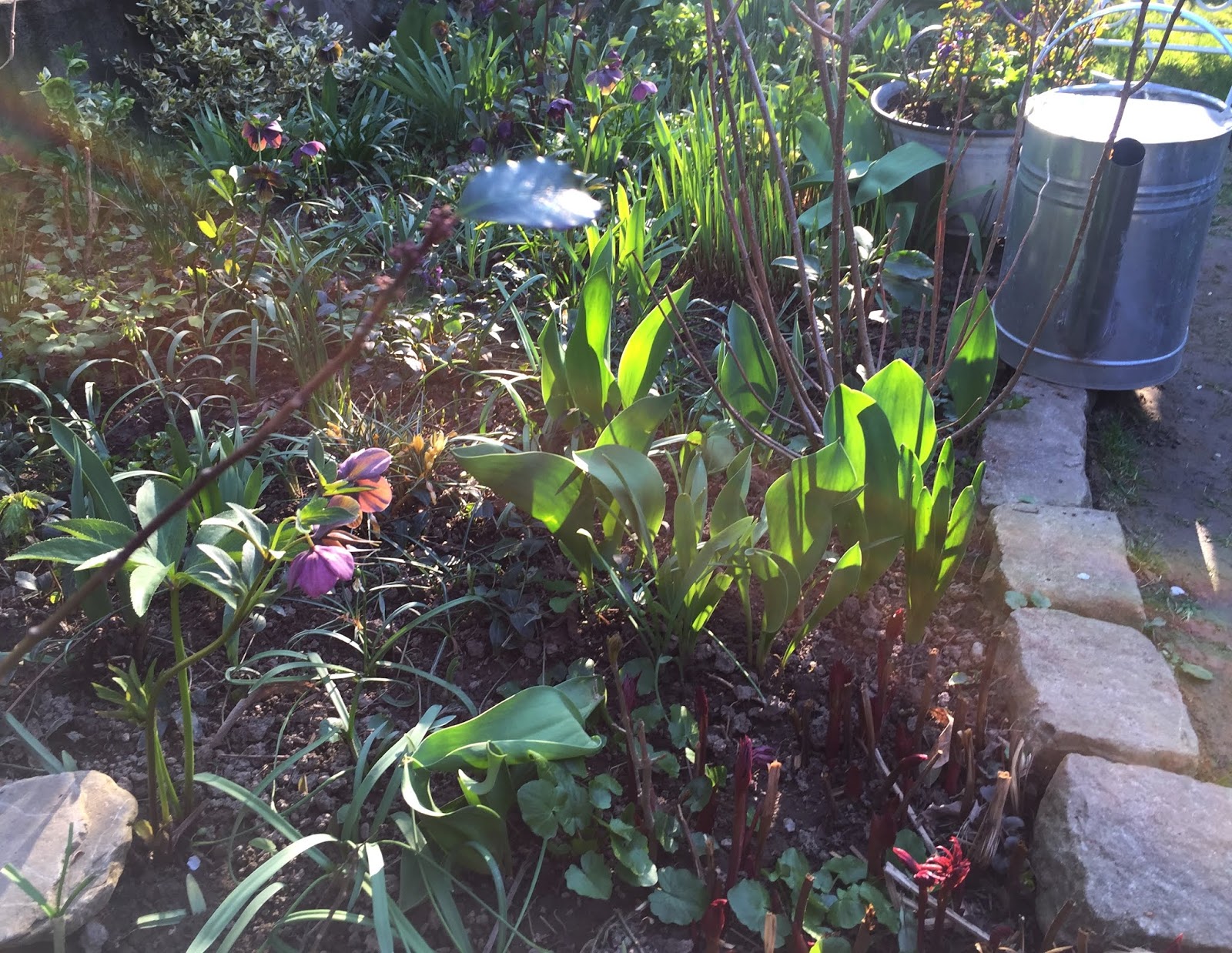 Time in the garden: End of Month View - March 2019