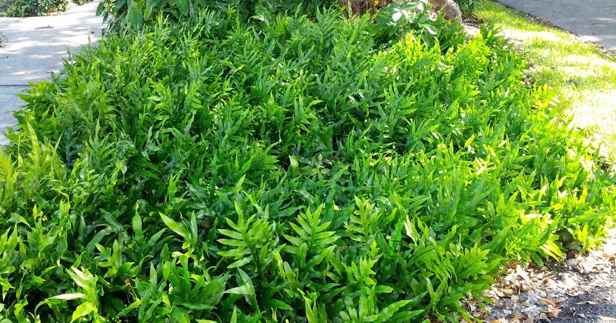 Gardening South Florida Style Ground Covers South Florida Style v.III