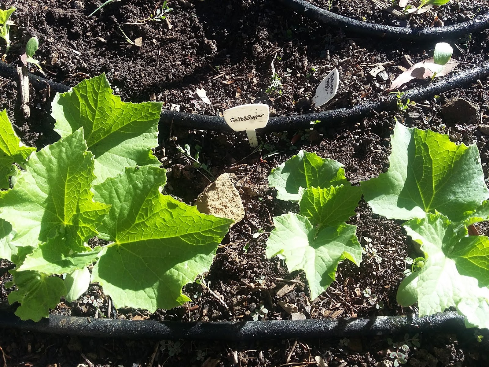 The Scientific Gardener Salt and Pepper Cucumber