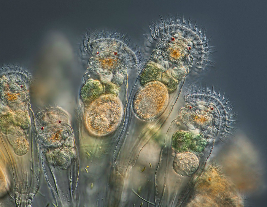 Top 10 Best Animals That Can Live Forever (Immortal Animals) 247