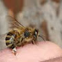 piqûre abeille