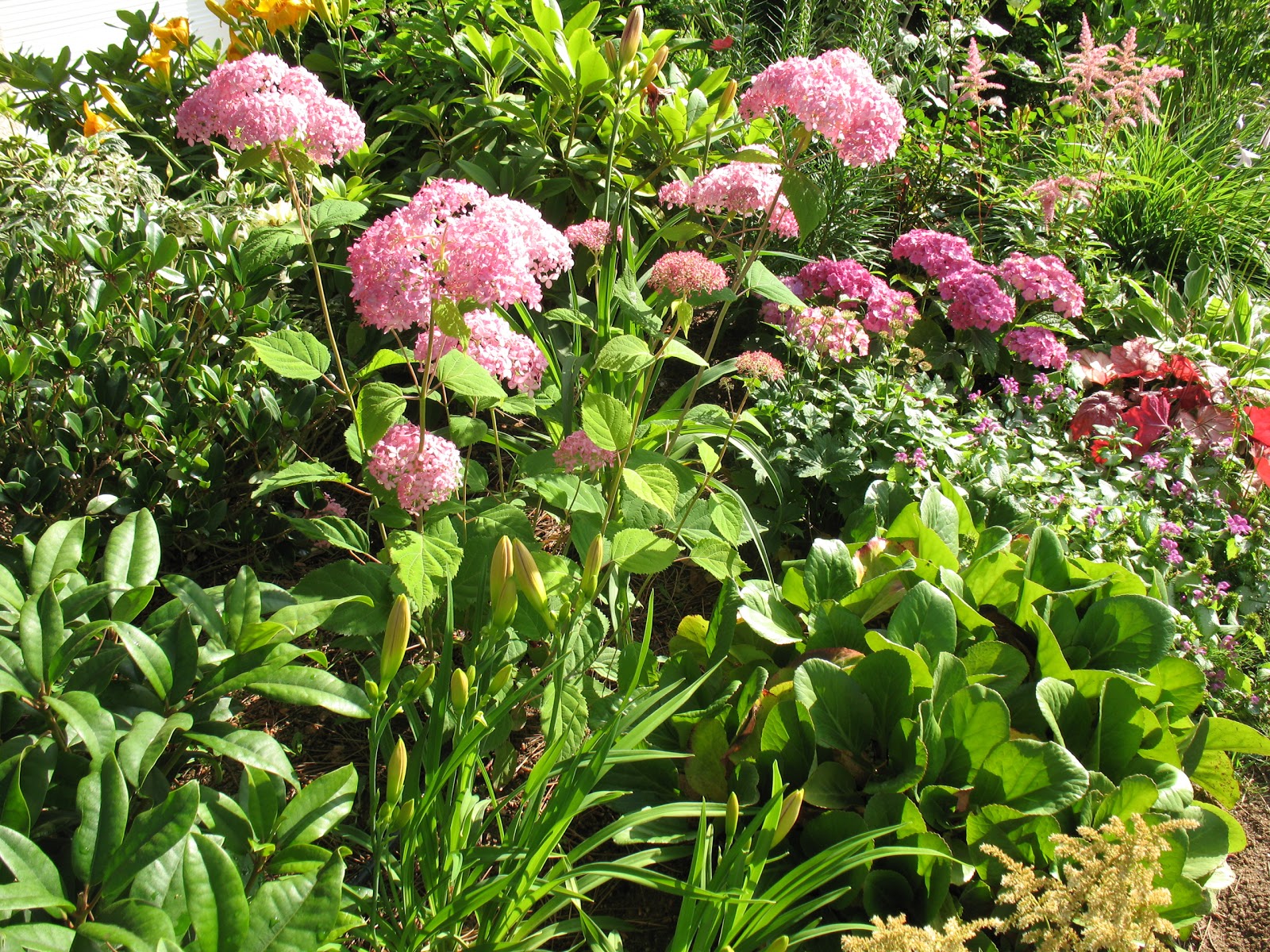 White Hydrangea With Images Incrediball Hydrangea Hydrangea