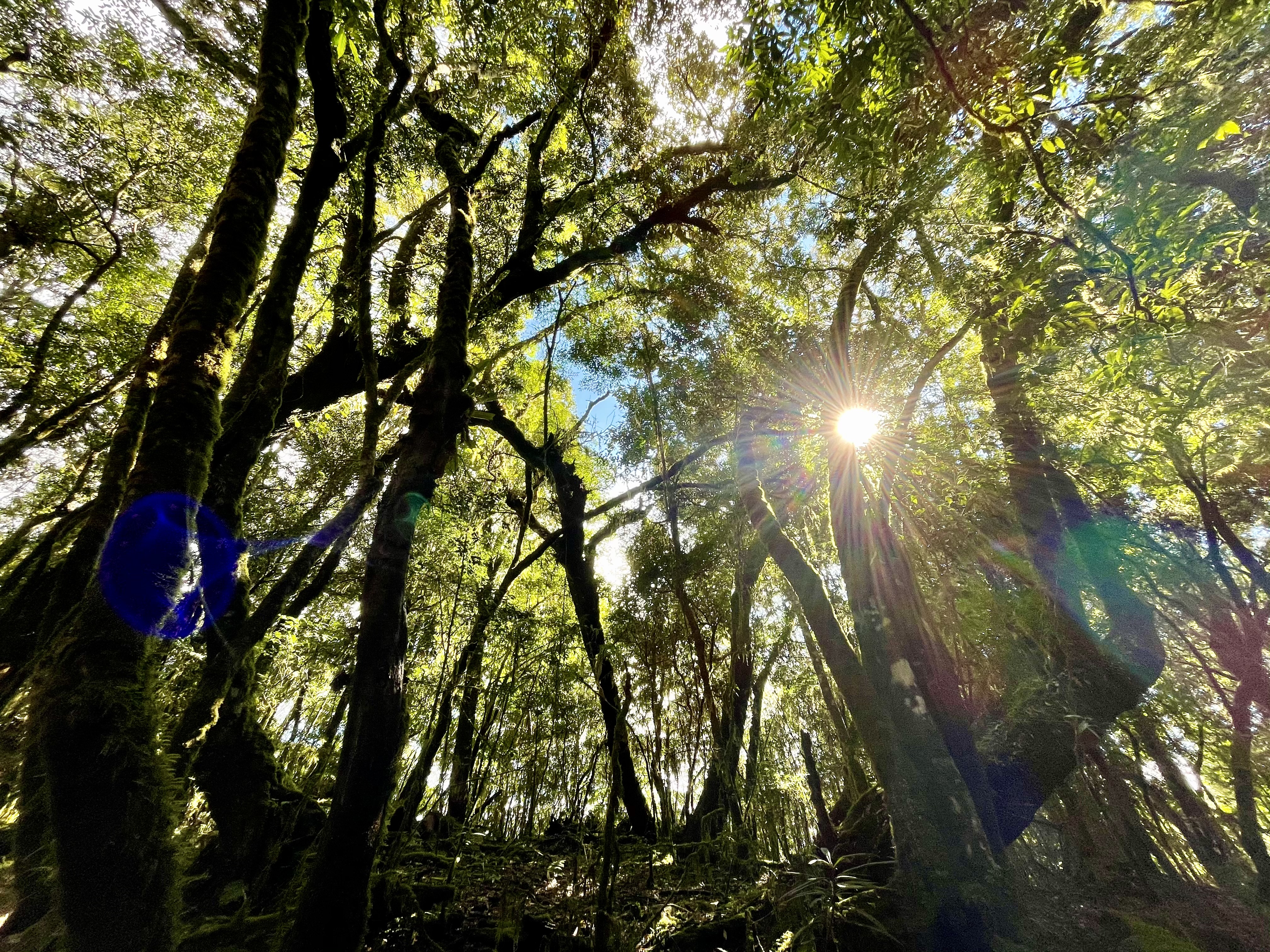 玉里山登山路線上的林間陽光