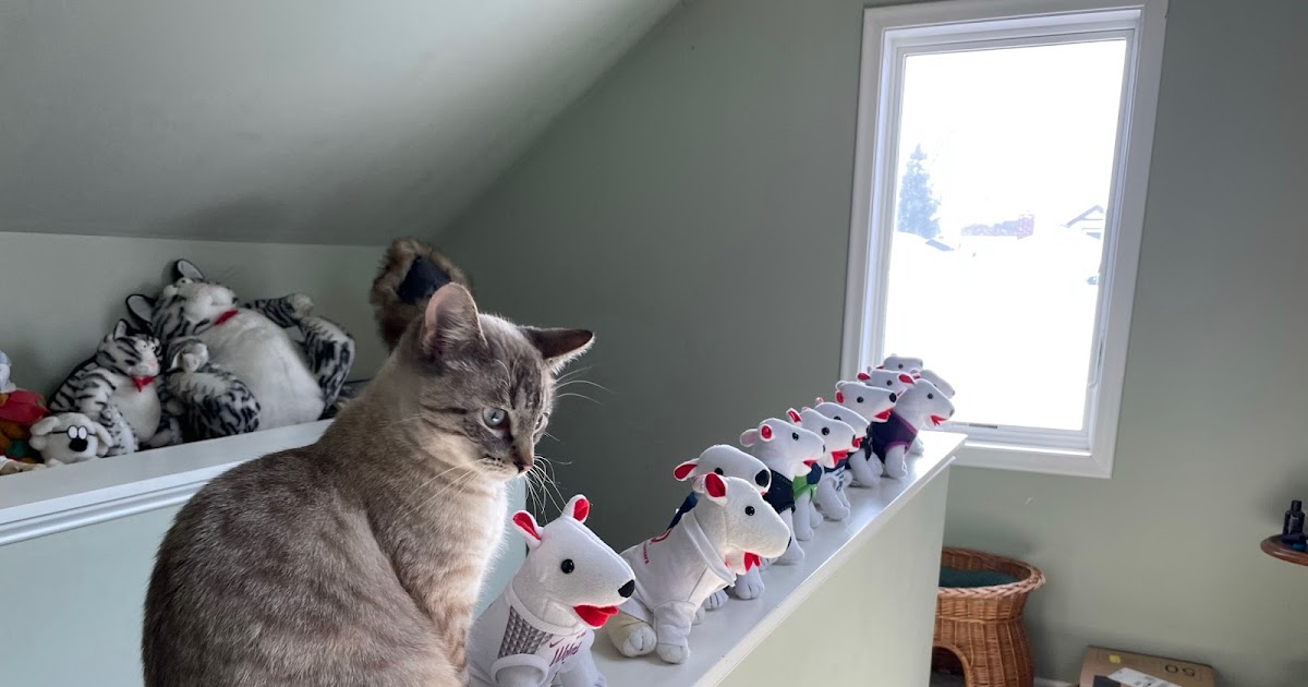 Cat's Eye Norma’s Flock