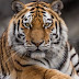 Tiger At The Bronx Zoo Tests Positive For Coronavirus