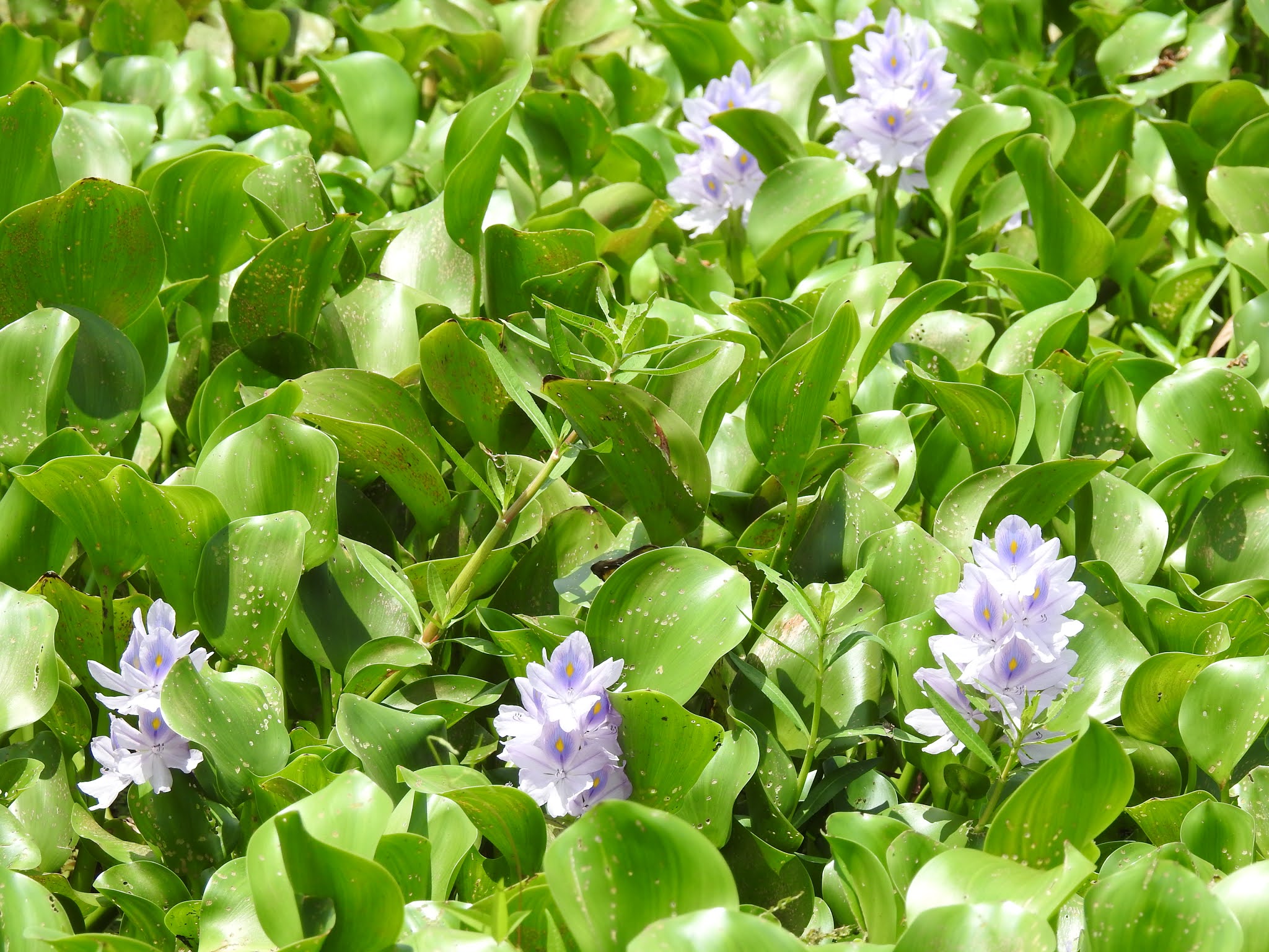 pickerelweed.jpg
