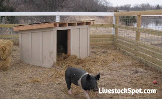 How To Take Proper Care Of A Pig Farm