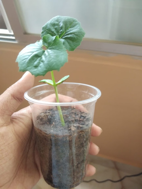 bitter gourd seedlings