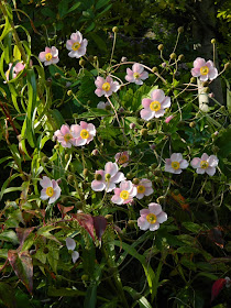  Toronto Botanical Garden Anemone tomentosa ‘Robustissima’ grapeleaf anemone by garden muses-not another Toronto gardening blog