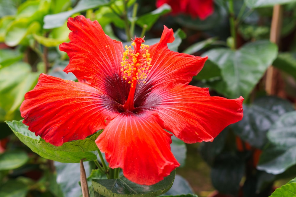 SLASHING... 10 Most Beautiful Flowers of Nations ( SouthEast Asia)