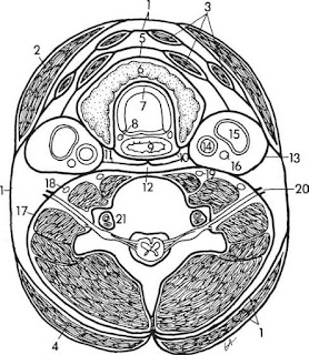 Compartments of the neck