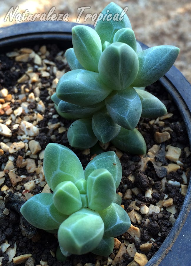 Vista de la planta suculenta Pachyphytum compactum