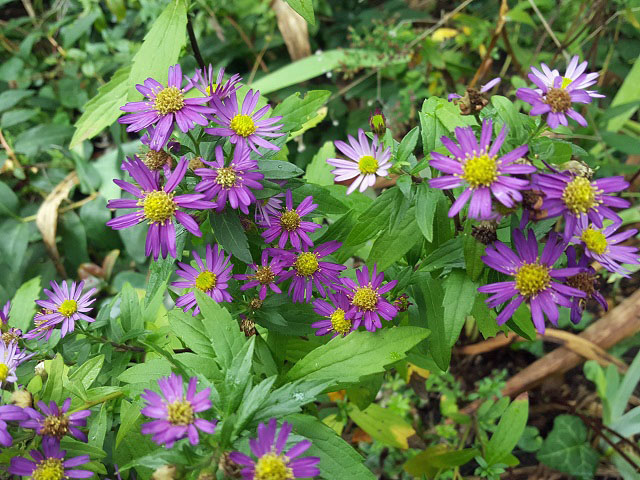 Arbres Aux Faisans Leycesteria Du Martinaa