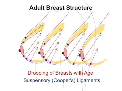How To Firm Sagging Breasts