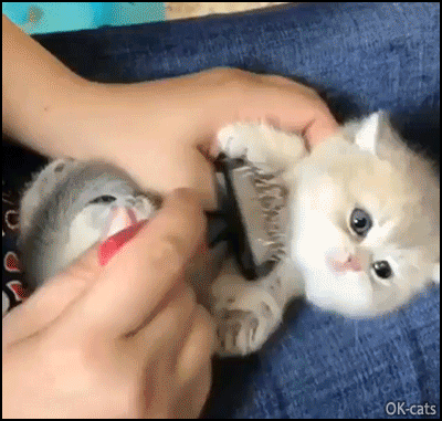 Cute cat GIF • Aww... this Kitty is so precious. He enjoys his mom brushing him all over his small body Cute cat GIF • Aww... this Kitty is so precious. He enjoys his mom brushing him all over his small body