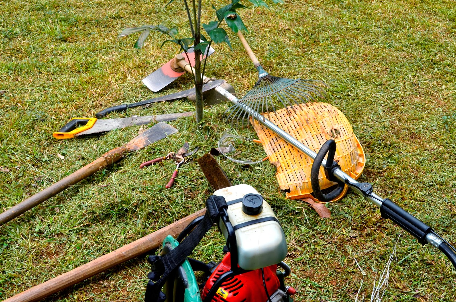 my Gardening Projects November 2014