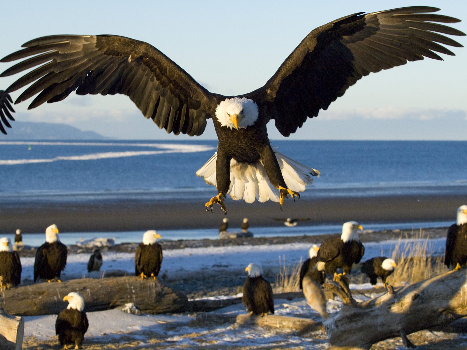 Bald Eagle The Life Of Animals Bald Eagle The Life Of Animals