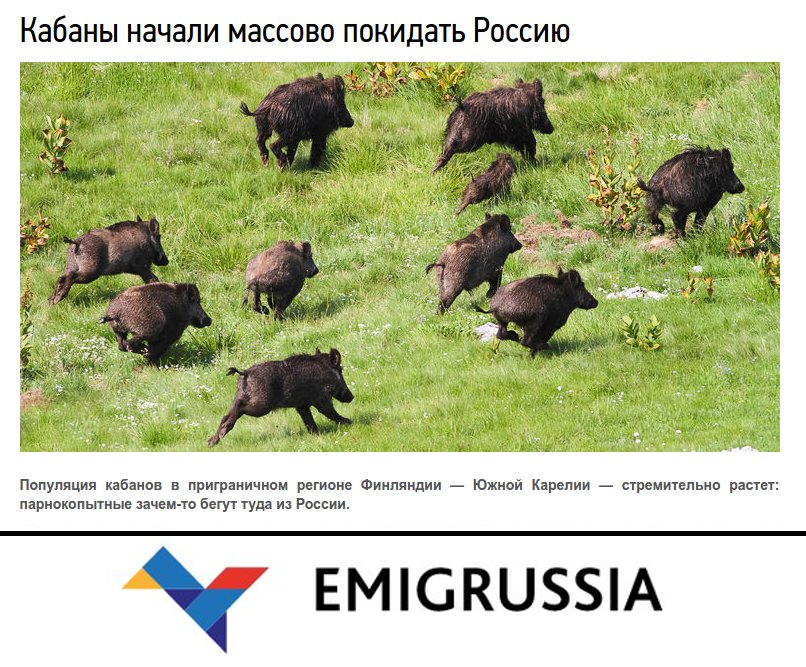 стадо кабанов. кабан в самарской луке. дикий крымский кабан размер. численность диких кабанов в россии. год дикого кабана в каком году.