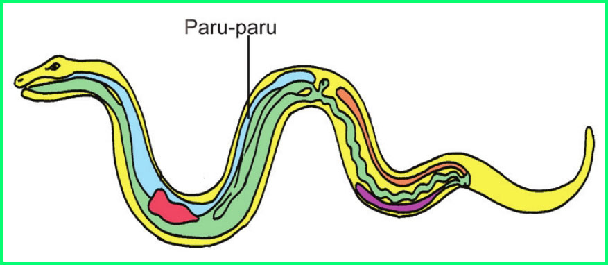 770 Koleksi Gambar Skema Pernapasan Pada Hewan Reptil