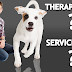 The Difference between Service Dogs and Therapy Dogs