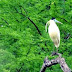MEIO AMBIENTE / Garça-real é fotografada por morador de Itaberaba; ave vive solitária e se destaca por plumagem incomum