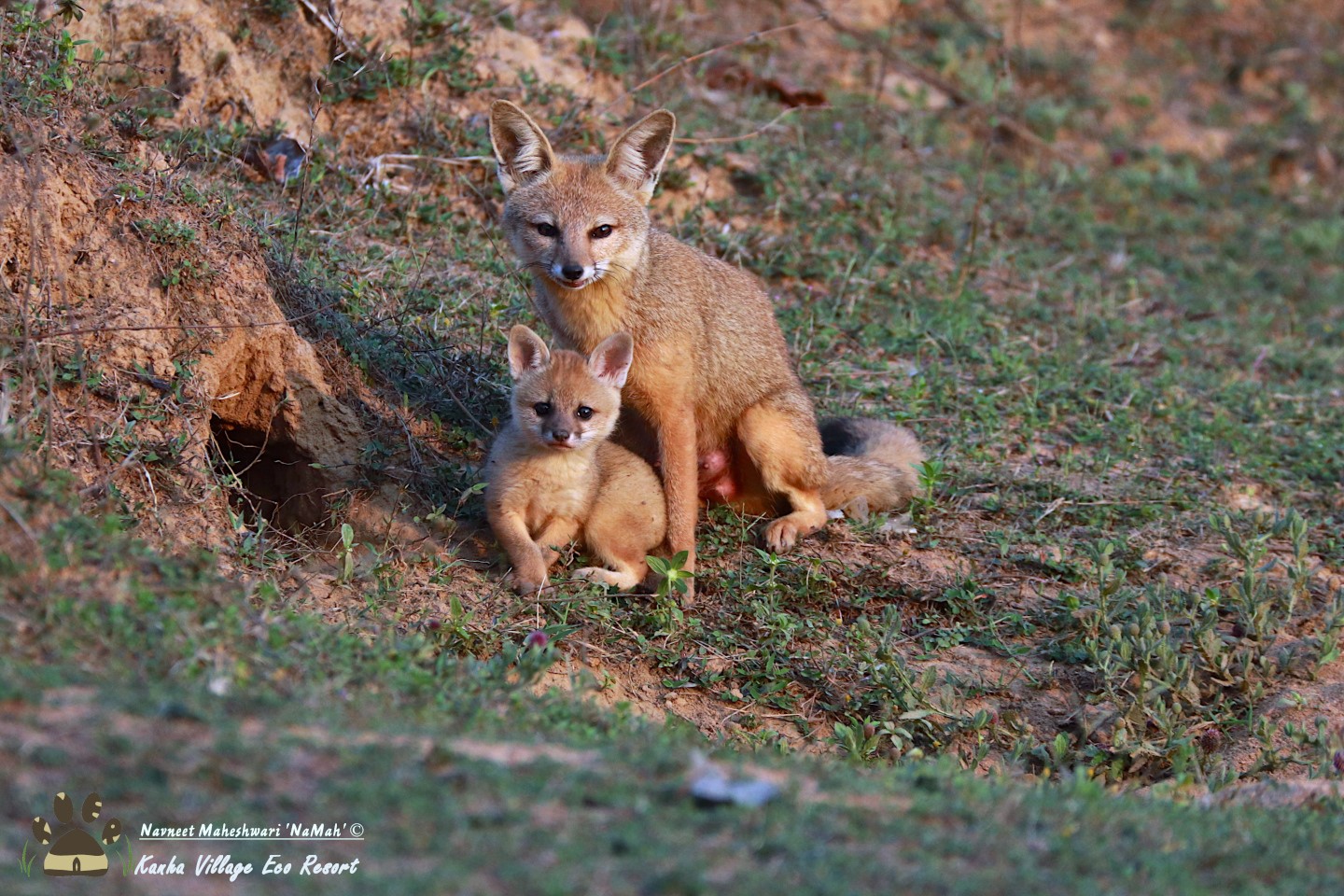 Untamed Traveller Photographing Foxes A guide to take best photographs