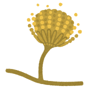 コウジカビのイラスト