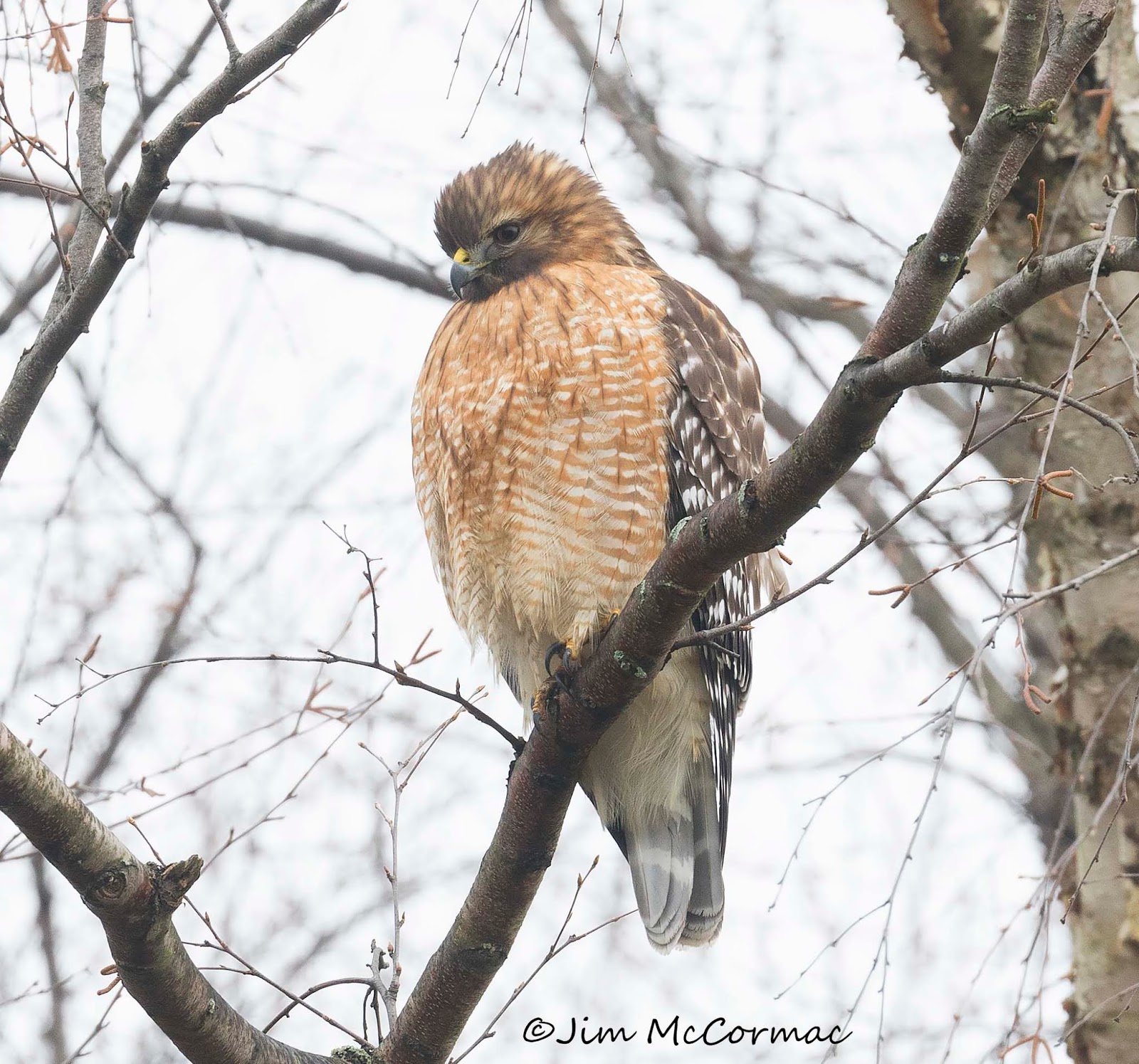 Ohio Birds and Biodiversity Redshouldered hawk in LOW light