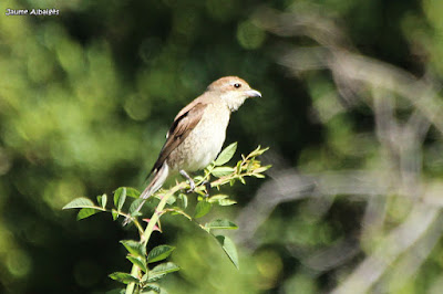 Escorxador femella (Lanius collurio)