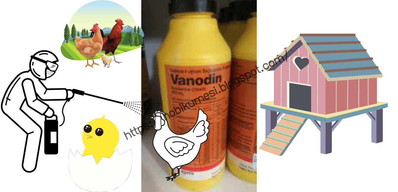 Tavuklarda Vanodin Kullanimi