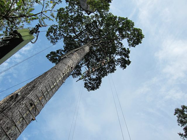 Pause the Moment: Tree Top Adventure, Subic