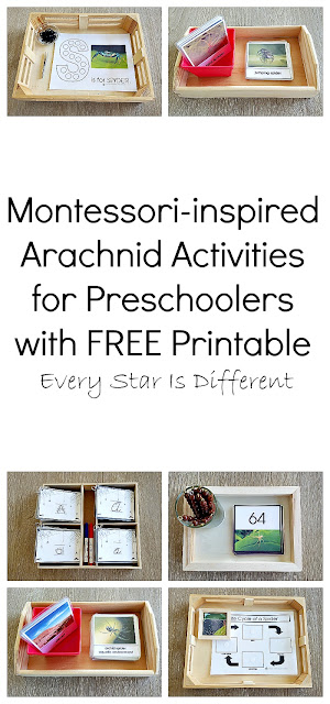 Montessori-inspired Arachnid Activities for Preschoolers with FREE Printable