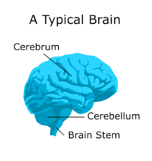 Labeling of a typical brain