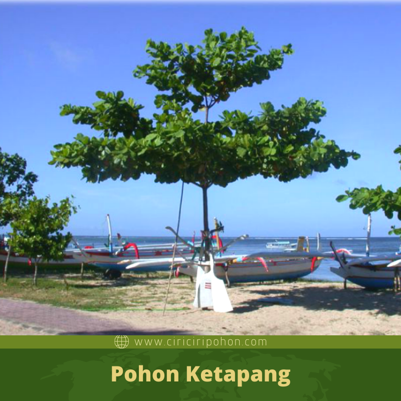 Manfaat Pohon Ketapang Laut