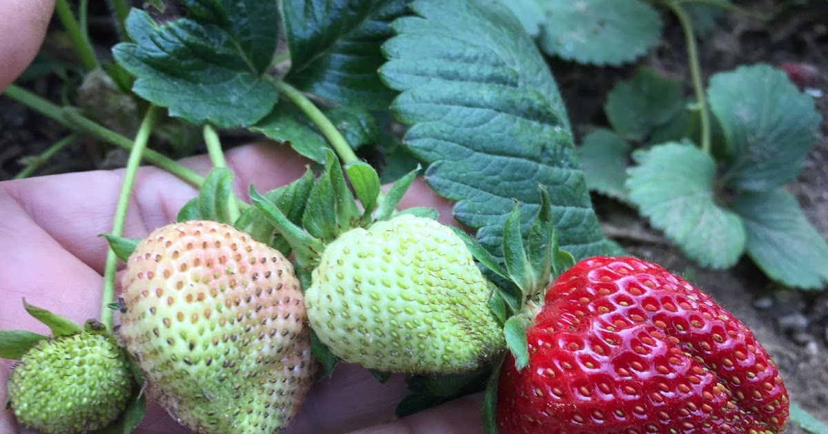 Propagate Strawberries from Runners Growing Organic Vegetables