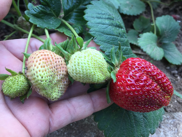 Growing strawberry plants from a runner is the easiest and quickest way to propagate strawberries plants