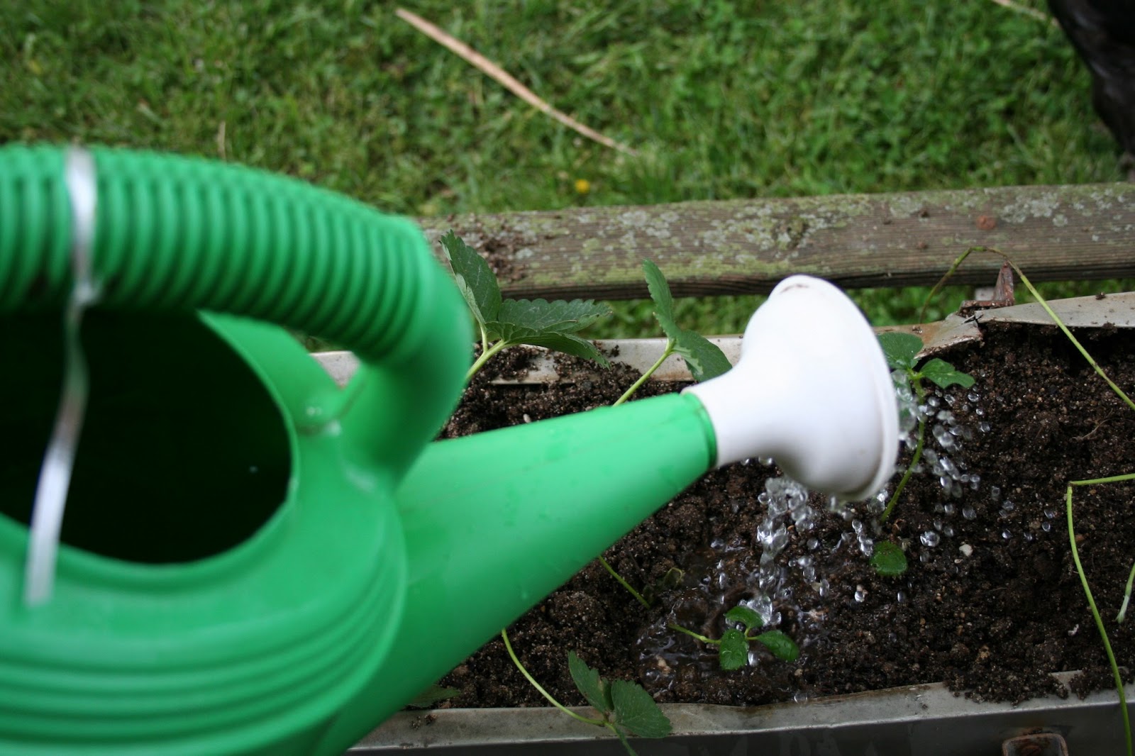 Chicken Scratch Poultry Planting Strawberries In An Old Chicken Feeder