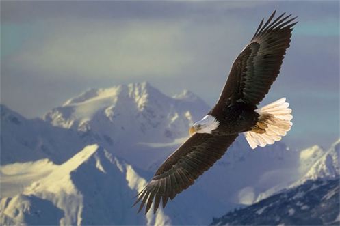 Los que esperan en Jehová levantarán alas como las águilas