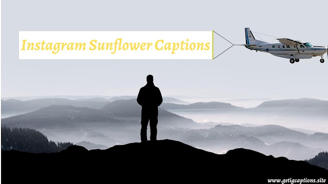 Sunflower Captions,Instagram Sunflower Captions,Sunflower Captions For Instagram