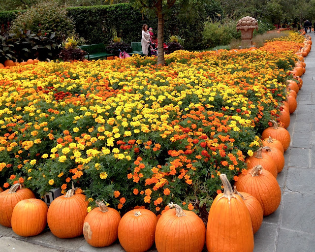 Come Across Over 90,000 Pumpkin Varieties At The Dallas Arboretum This Fall