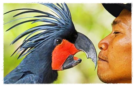 Gambar Burung yang  Lucu dan Bisa  Berbicara  Dunia Binatang 