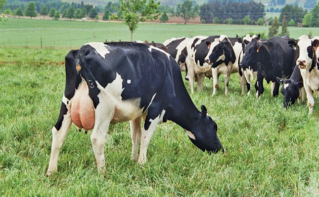dairy farming business plan in gujarat