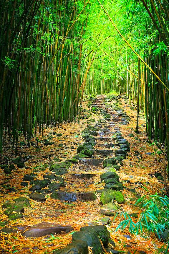 Sizzling Tourist Hotspots in Hawaii | Bamboo forest along the Pipiwai trail to Waimoku Fall in the Kipahulu area of Haleakala National Park Sizzling Tourist Hotspots in Hawaii | Bamboo forest along the Pipiwai trail to Waimoku Fall in the Kipahulu area of Haleakala National Park