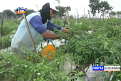 Terserang Hama, Petani Cabai Merah Di Bojonegoro Rugi Besar