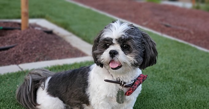 Orlando Philharmonic Symphony Storytime Series Brings The Runaway