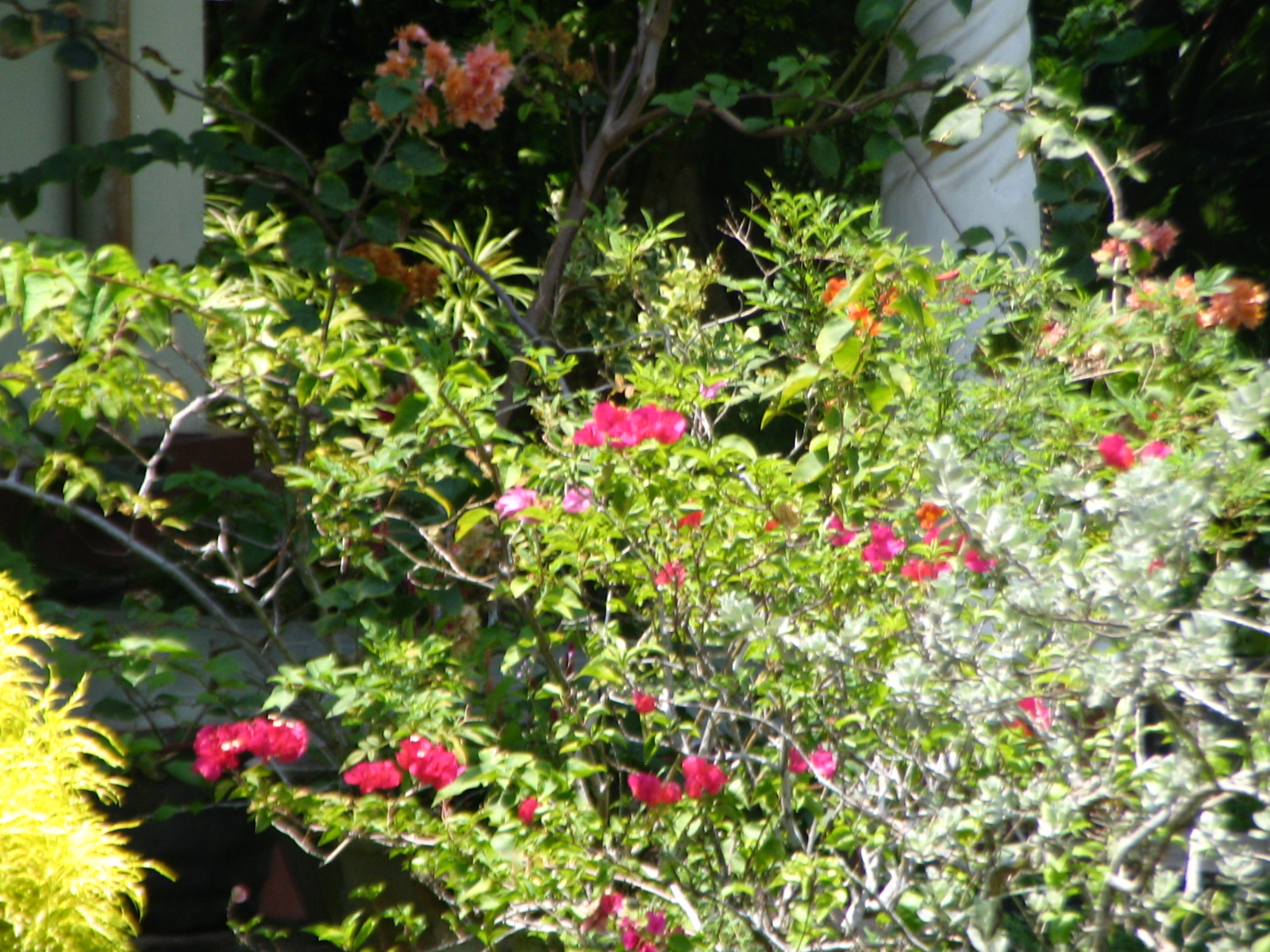 Flowers in Our Garden