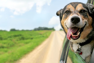 Driving Schools Don't Recommend Driving With Pets Outside Of Crate