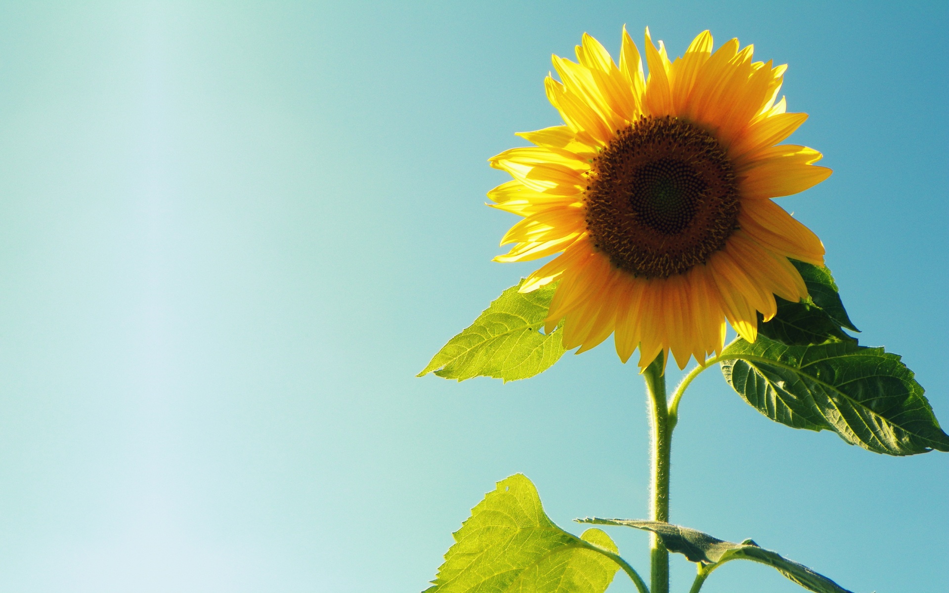 Sunflower | Full HD Desktop Wallpapers 1080p